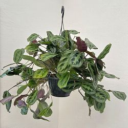 マランタ：クリスタータ　7号吊り鉢