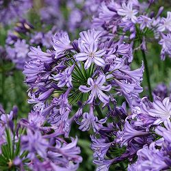 [26年3月中下旬予約]アガパンサス：ポッピンスター4号ポット[7～10月頃開花　エヴァーシリーズ]