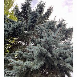 （わけあり特価）ピセアプンゲンス（プンゲンストウヒ）：コスター樹高60cm根巻き