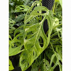 モンステラ：アダンソニー　インドネシアマーブル　8号鉢植え