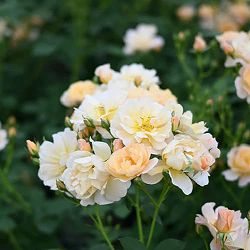 四季咲中輪バラ：ムニュエ新苗4号鉢植え