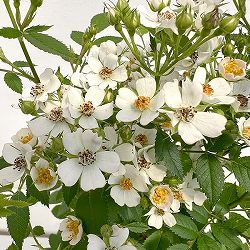 シュラブローズ：ニッセ新苗4号鉢植え