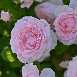 デルバールローズ：ベル・ドゥ・プロヴァンス新苗4号鉢植え