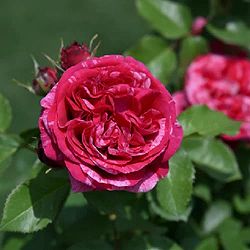 デルバールローズ：ベルト・モリゾ新苗4号鉢植え
