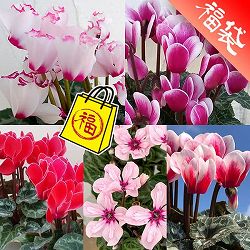 シクラメン：5品種セット