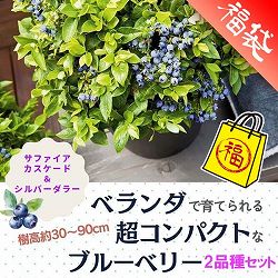 ブルーベリー：ブッシェルアンドベリー（R）　2品種セット