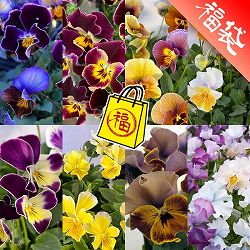 ビオラ：横浜セレクション8種セット