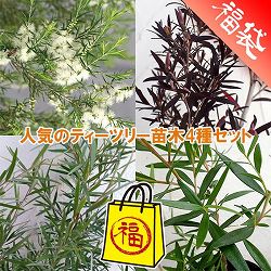 人気のティーツリー苗木4種セット