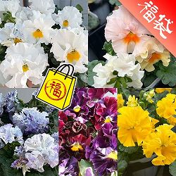 パンジー（フリル咲き）：ボンボン5種セット