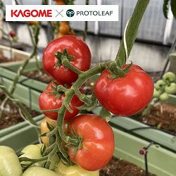 [送料無料][26年5月中下旬予約]トマト（中玉）：中玉ぷるるん(R)自根苗3号ポット* 24株セット