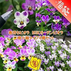 春待ちビオラ　MSKガーデンビオラ：極小輪タイプ4種セット