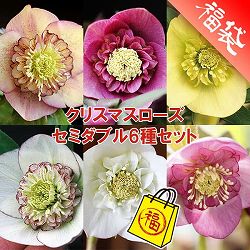 クリスマスローズ:セミダブル6種セット