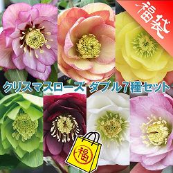 クリスマスローズ：ダブル7種セット