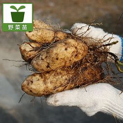 [送料無料][26年5月中下旬予約]アラブ芋（アラブイモ）3号ポット 12株セット