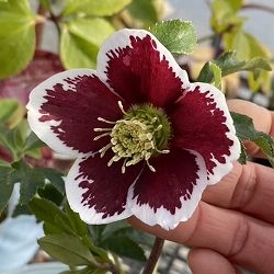 松村ナーセリーさんのクリスマスローズ：ホワイトブロッチシングル3号ポット