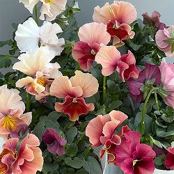 ビオラ（フリル咲き）：アーカイブ　アプリコット系3号ロングポット 6株セット