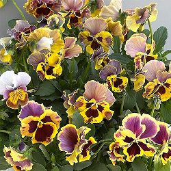 ビオラ（フリル咲き）：アーカイブ　イエローバイカラー系3号ロングポット 3株セット