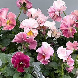 ビオラ（フリル咲き）：アーカイブ　ピンク系3号ロングポット 6株セット