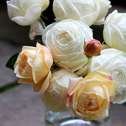 [送料無料][26年4月下旬予約]ギヨーローズ：マドレーヌ・フェイエ新苗ポット植え