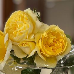 [送料無料][26年4月下旬予約]四季咲中輪バラ：光の素足(ひかりのすあし)新苗4号ポット