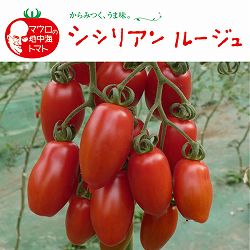 [26年5月中下旬予約]トマト（中玉・調理用）：シシリアンルージュ3号ポット*