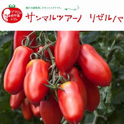 [26年5月中下旬予約]トマト（中玉・調理用）：サンマルツァーノリゼルバ3号ポット*美肌コレクション・ 12株セット