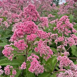 [26年4月下旬予約]ユートロキウム：ジョジョ3.5号ポット