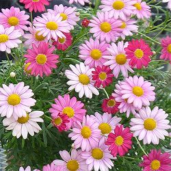 マーガレット：バブルガムプラスト4号鉢植え[2月～6月頃開花 明るいピンク 花色が変化する]