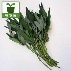 [送料無料][26年5月中下旬予約]エンサイ（空芯菜）・多粒まき苗3.5号ポット 24株セット