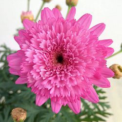 マーガレット：モリンバ　モンローダブルディープローズ4号鉢植え