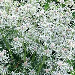 エリンジウム：バリーフォリウム ミスマーブル3.5号ポット