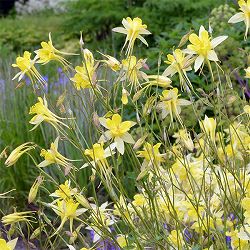 アキレギア：イエロークイン3号ポット