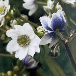 アネモネ：レベイレイ3号ポット