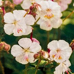 ゲラニウム：セイントオラ　3.5号ポット