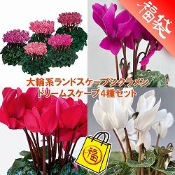大輪系ランドスケープシクラメン：ドリームスケープ4種セット