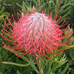 リューコスペルマム（ピンクッション）：カーニバルフレイム8号ポット