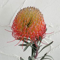 リューコスペルマム（ピンクッション）：ソー・エクスキジット8号ポット