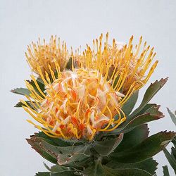 リューコスペルマム：マディグラスリボン8号ポット