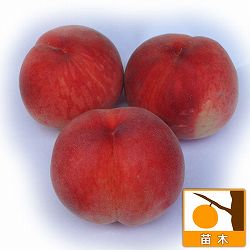 モモ(桃）：あかつき6号ポット＊＊