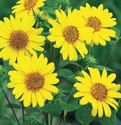 [26年2月中下旬予約]ヘリアンサス：サンキャッチャーピュアーゴールド3.5号ポット