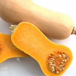 [送料無料][26年4月下旬予約]カボチャ：バターナッツ 自根苗3.5号ポット 24株セット