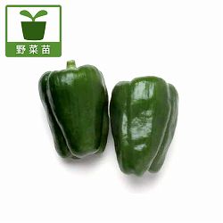 [26年4月下旬予約]ピーマン：ニューエースピーマン2.5号ポット 12株セット