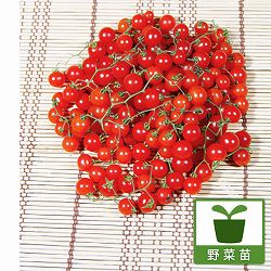 [26年4月下旬予約]マイクロトマト・レッド自根苗3-3.5号ポット　 6株セット