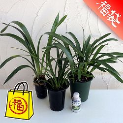 みつばち蘭の苗3種セット（蘭用液肥付き）