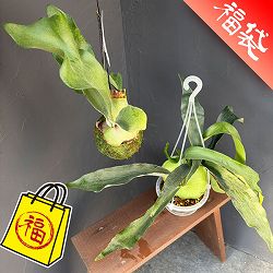 ビカクシダ（コウモリラン）：浅岡園芸さんセット