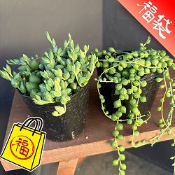 セネシオ：人気ネックレスセット（グリーンネックレス＆エンジェルティアーズ）