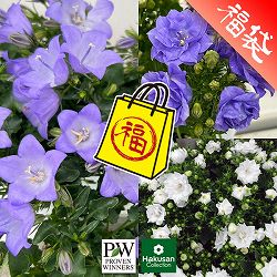 カンパニュラ：超多花性ハイブリッドカンパニュラ3種セット