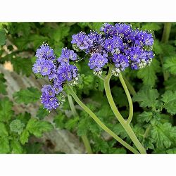 ファセリア：コンジェスタ3号ポット