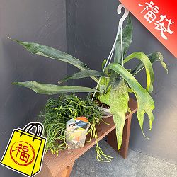 浅岡園芸さんネガミエルセット（ビカクシダ×リプサリス）