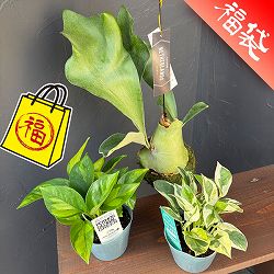 浅岡園芸さん観葉植物セット（ポトスグローバルグリーン、エンジョイ、ビカクコケ玉）